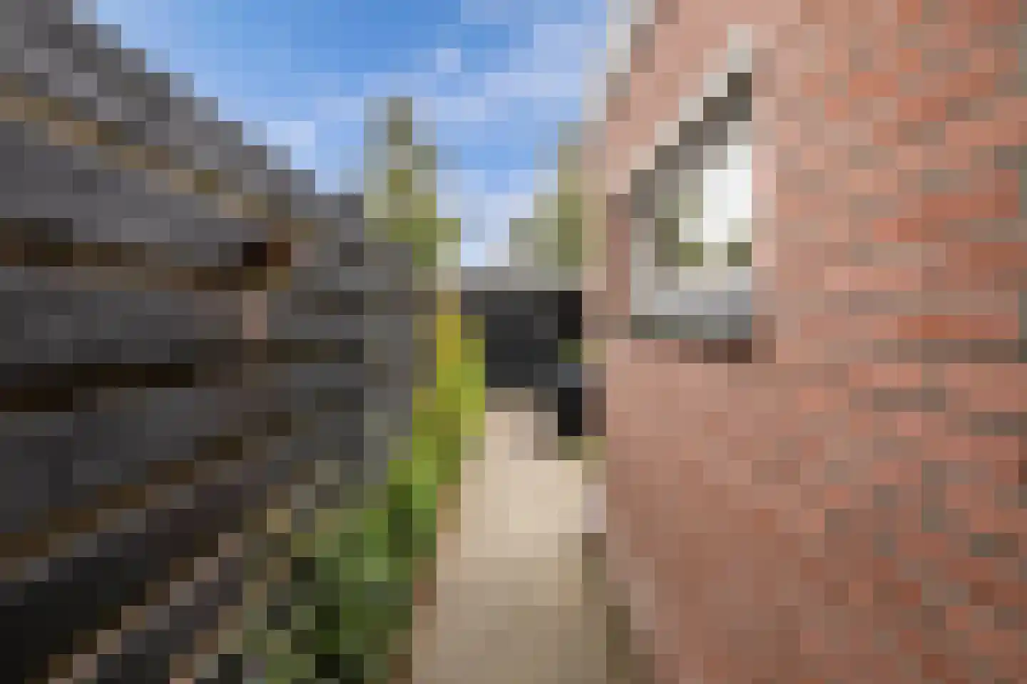 Forel 13 Zuid-Scharwoude thumbnail 40