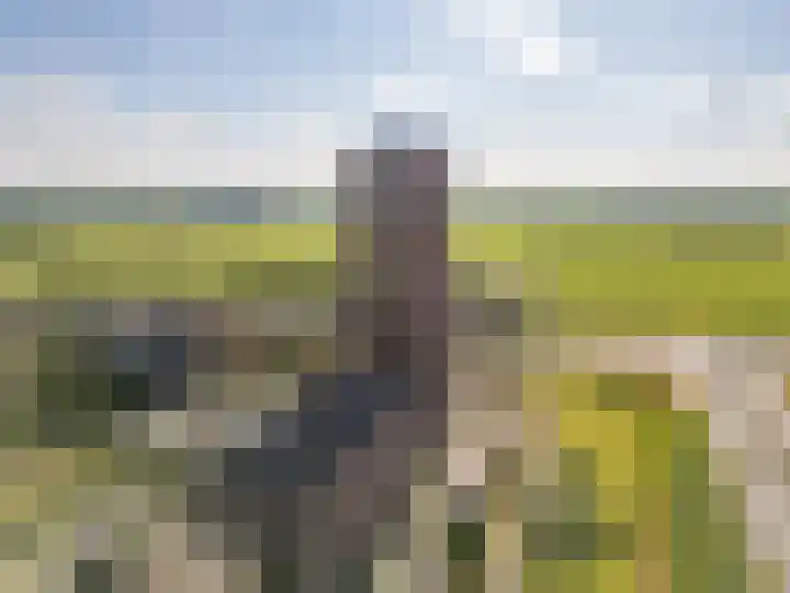 Forel 172 Amersfoort thumbnail 44
