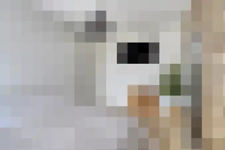 Forel 7 Veenendaal thumbnail 21