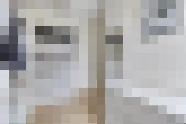 Forel 7 Veenendaal thumbnail 27