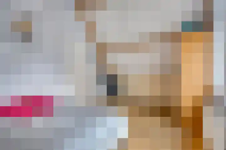 Forsythiastraat 11 Geleen thumbnail 24