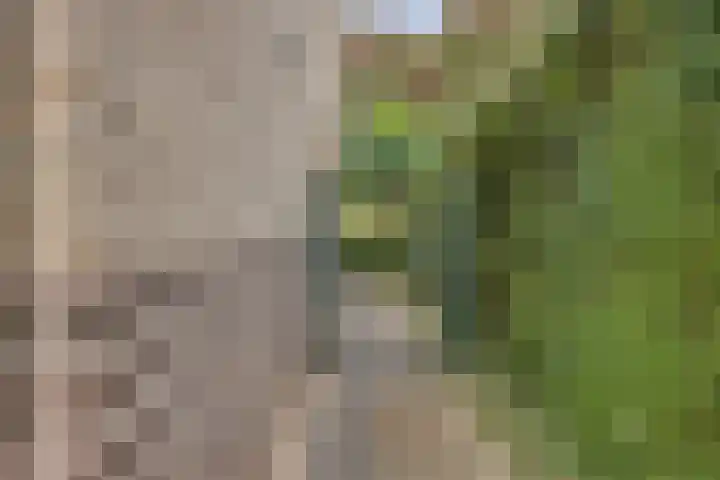Forsythiastraat 11 Geleen thumbnail 34