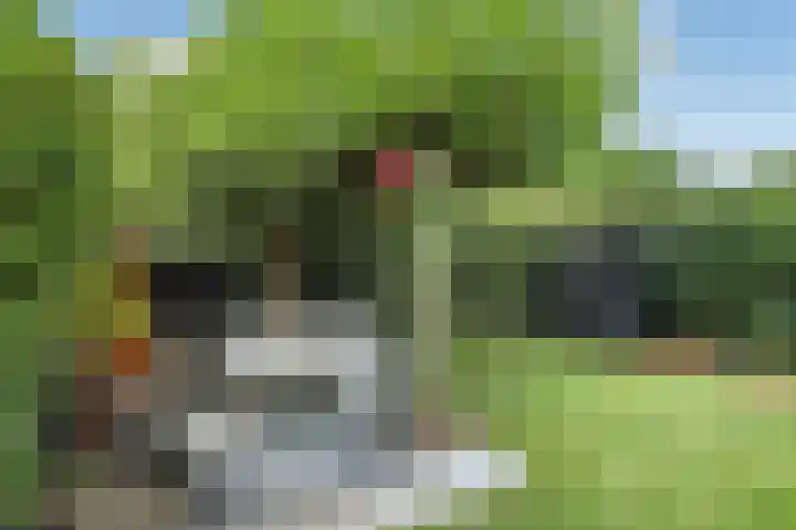 Fortuna 38 Elst thumbnail 48