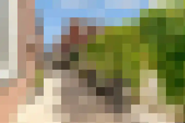 Fossa Iberica 21 Houten thumbnail 35