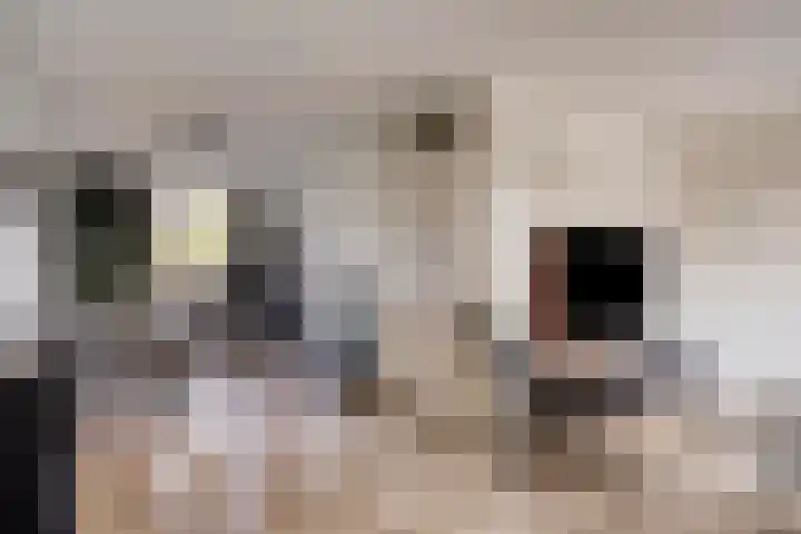 Fossielenerf 132 Heerlen thumbnail 19