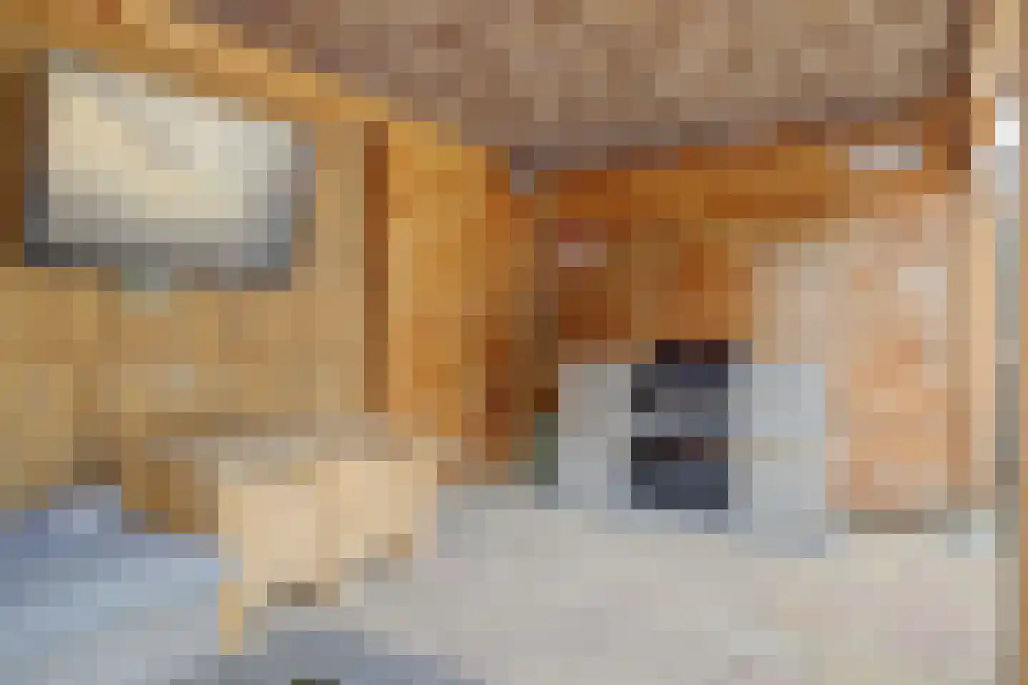 Fossielenerf 578 Heerlen thumbnail 40