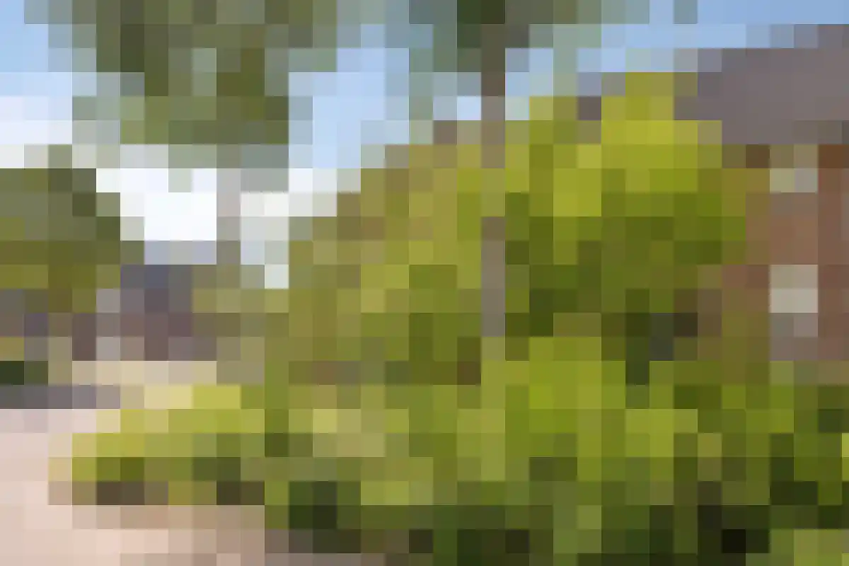 Fossielenerf 632 Heerlen thumbnail 4