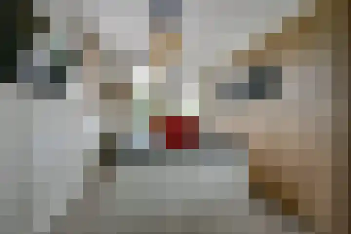 Fostedina 35 Twisk thumbnail 16