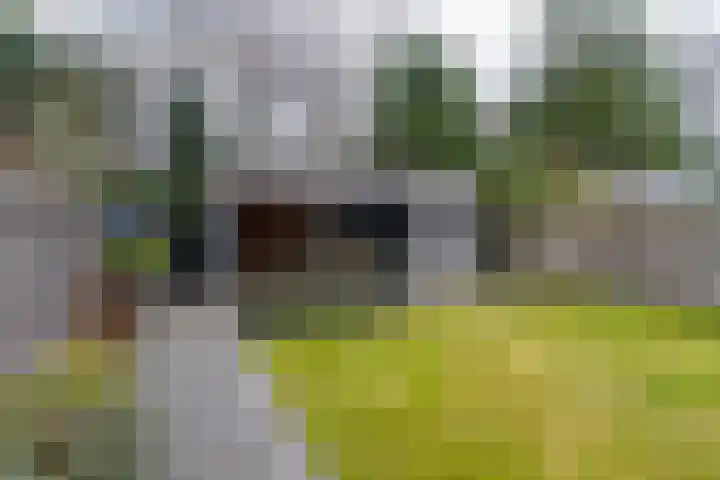 Framboas 12 Sweagerbosk thumbnail 35