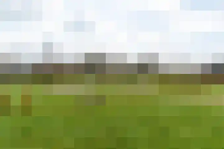 Framboas 12 Sweagerbosk thumbnail 40