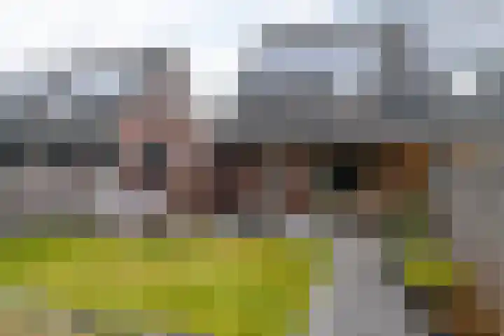 Framboas 12 Sweagerbosk thumbnail 5