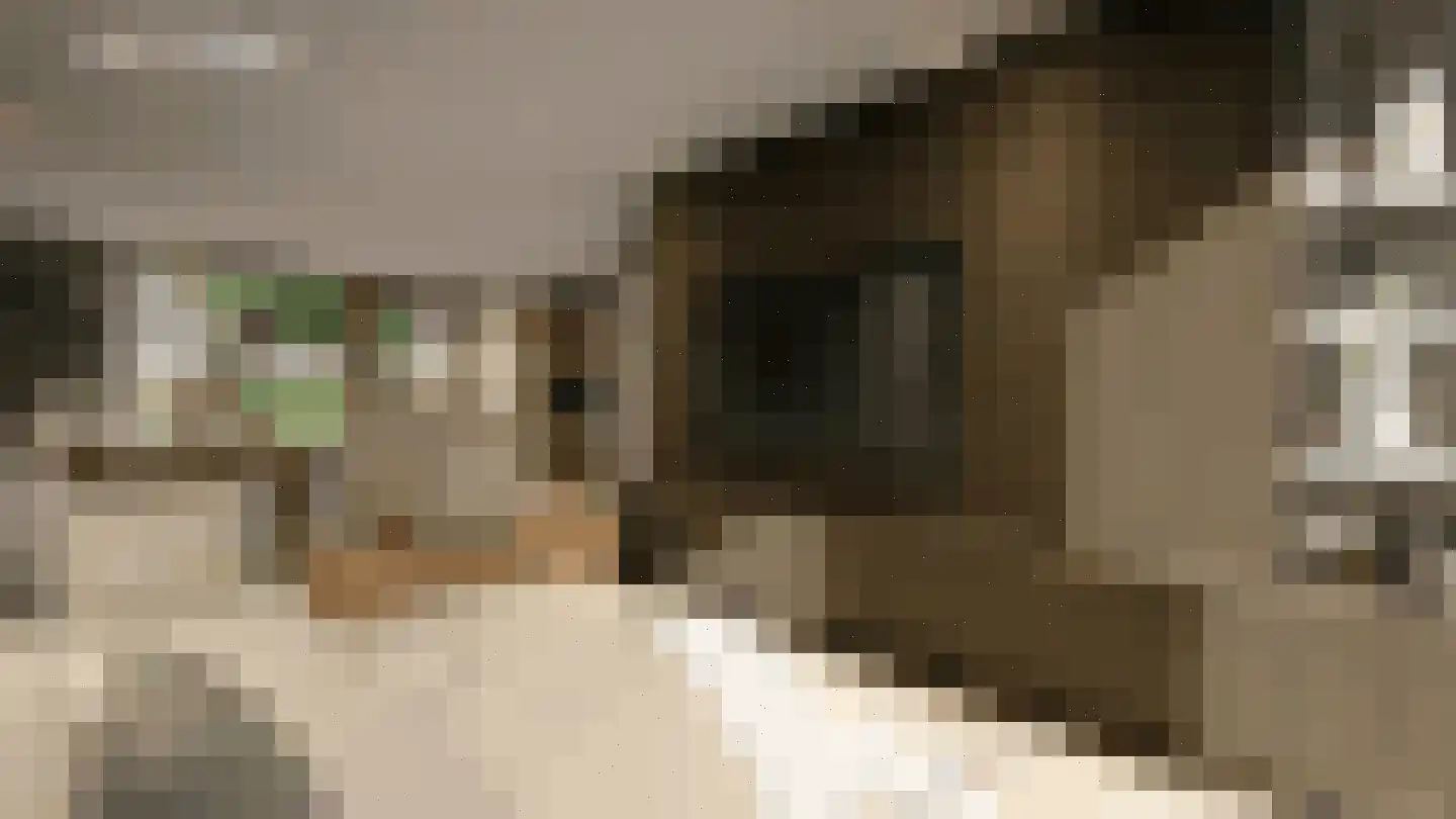 Framboos 41 Someren thumbnail 7