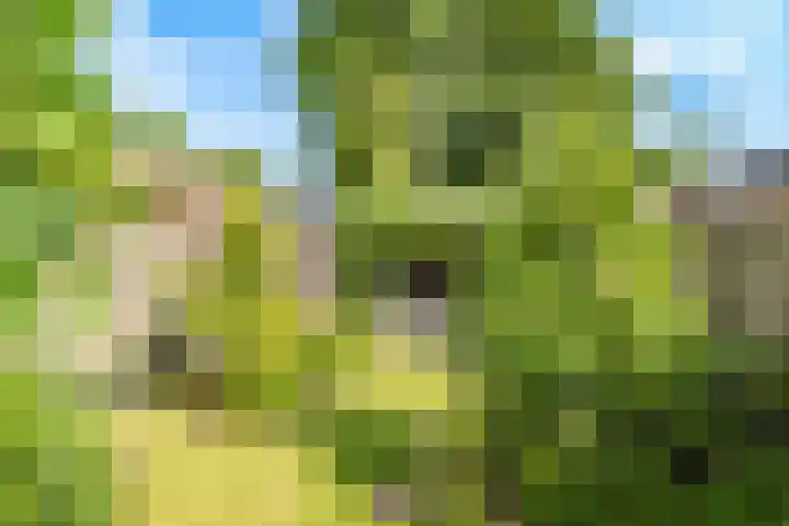 Framboosgaarde 6 Nieuwegein thumbnail 38