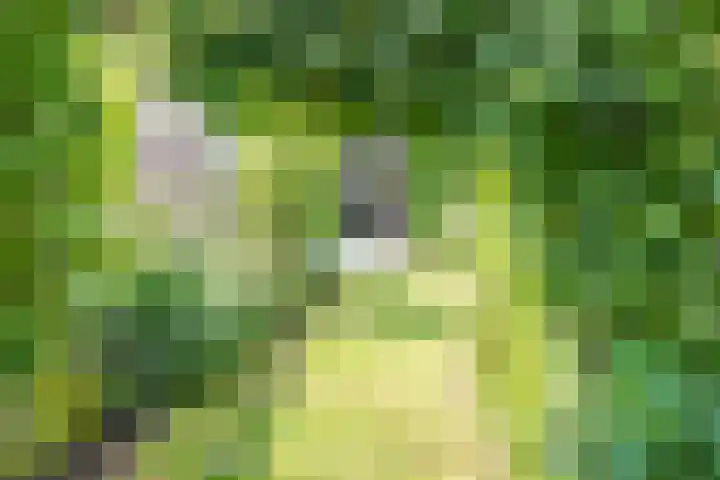 Framboosgaarde 6 Nieuwegein thumbnail 39
