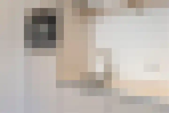 Francisco Goyastraat 3 C Zaandam thumbnail 8