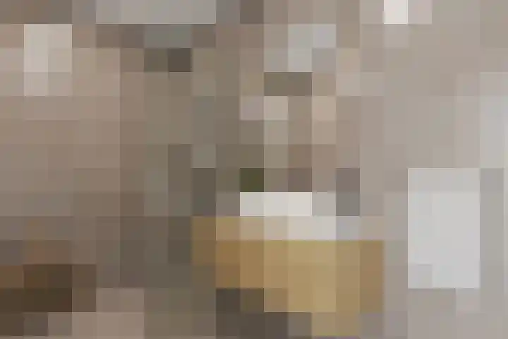 Franciscushof 22 Bodegraven thumbnail 18