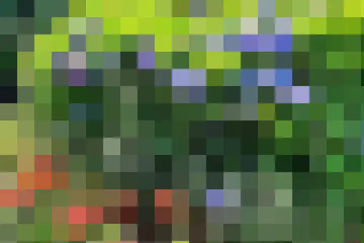 Franciscuslaan 8 A Weert thumbnail 35