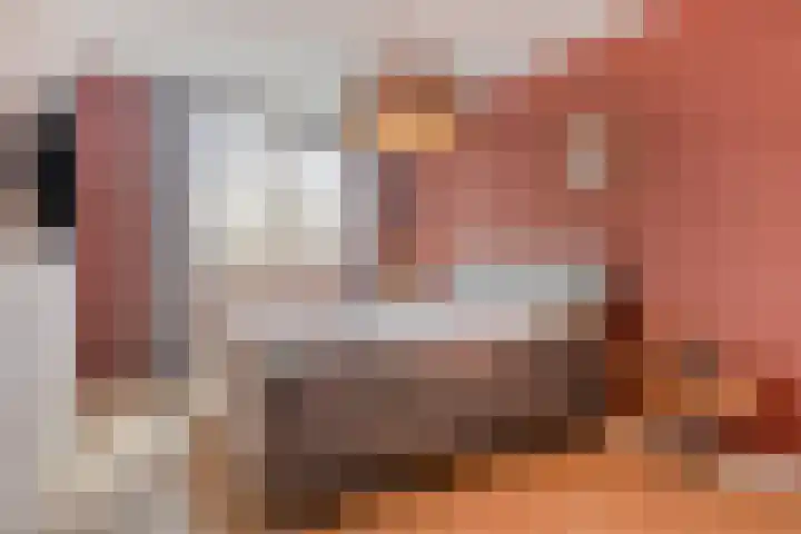 François Brandthof 13 Tilburg thumbnail 17