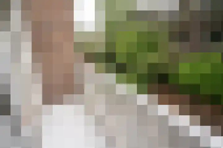 François Maelsonstraat 43 Den Haag thumbnail 41