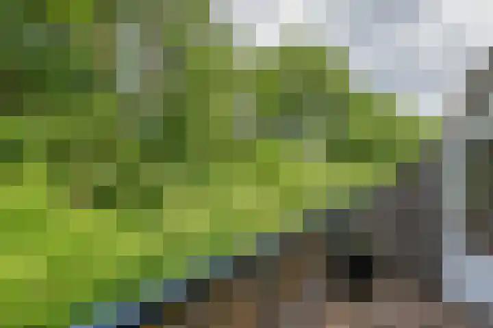 François Mauriacweg 145 De Bilt thumbnail 21