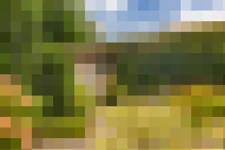 Franjezwam 20 Veenendaal thumbnail 27