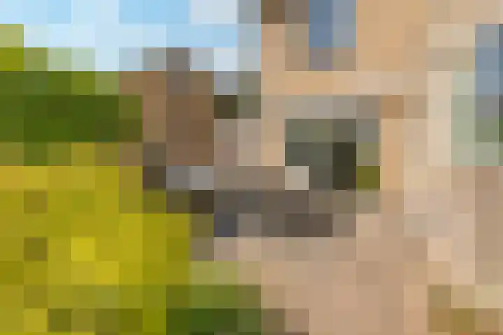 Frankenpoort 30 Houten thumbnail 51