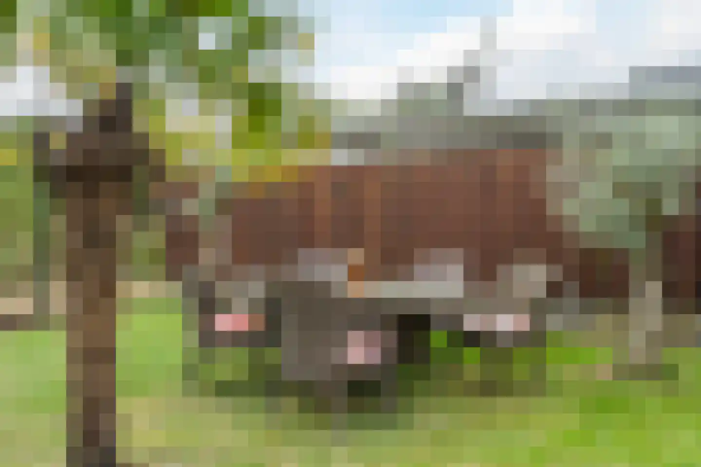 Frankenstraat 6 Heumen thumbnail 35