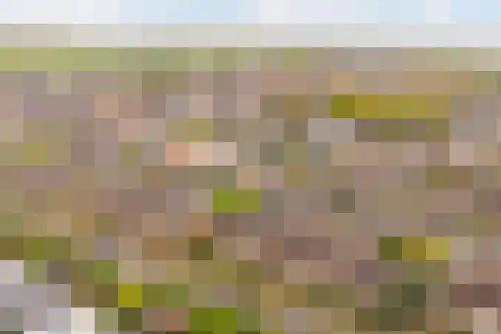 Frankenweg 33 Wijk bij Duurstede thumbnail 41