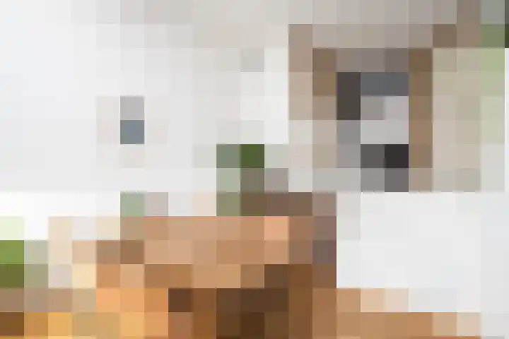 Frankhuisweg 5 Zwolle thumbnail 12