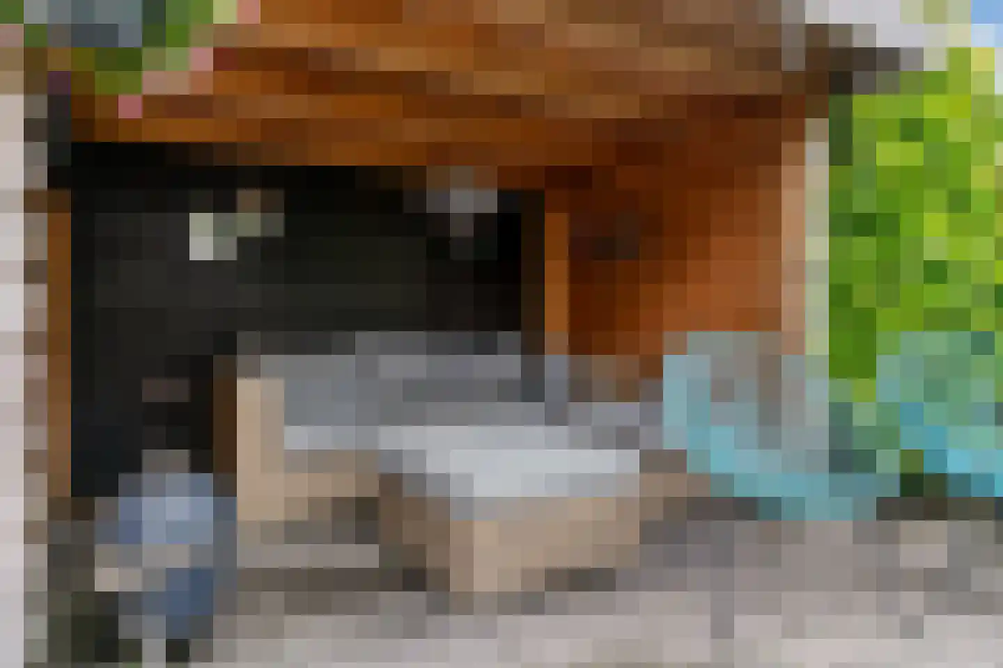 Frans Coenenhove 32 Nieuwegein thumbnail 38
