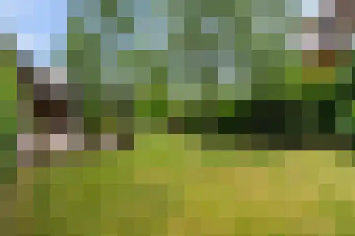 Frans Halslaan 3 Weert thumbnail 5
