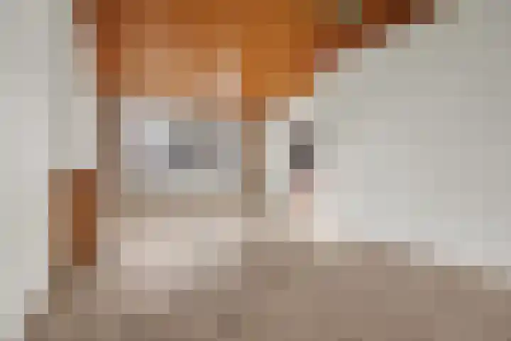 Frans Halslaan 6 Helmond thumbnail 8