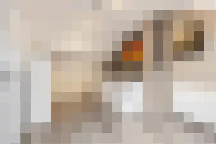 Frans Halsstraat 84 Voorthuizen thumbnail 32