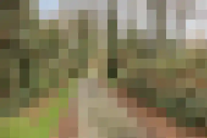 Fransebaan 78 Eindhoven thumbnail 44