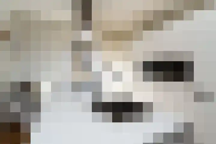 Franselaan 256 B Rotterdam thumbnail 10