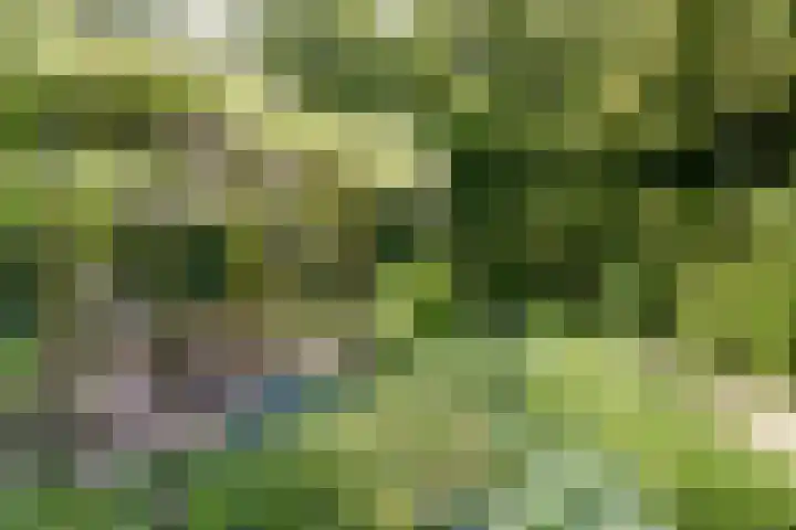 Fransewegje 1 Noordgouwe thumbnail 13