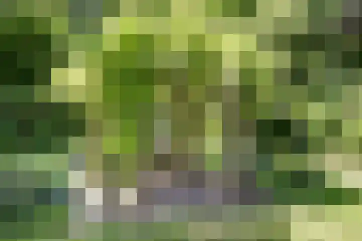 Fransewegje 1 Noordgouwe thumbnail 14