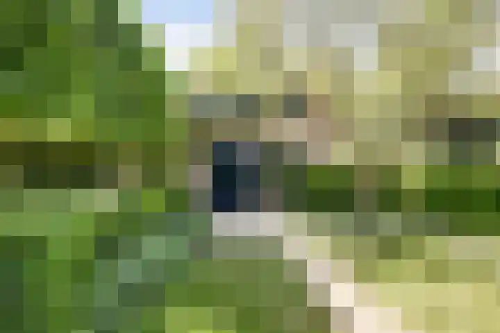Fransewegje 1 Noordgouwe thumbnail 15