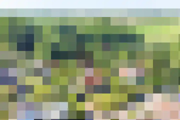 Fransewegje 1 Noordgouwe thumbnail 42