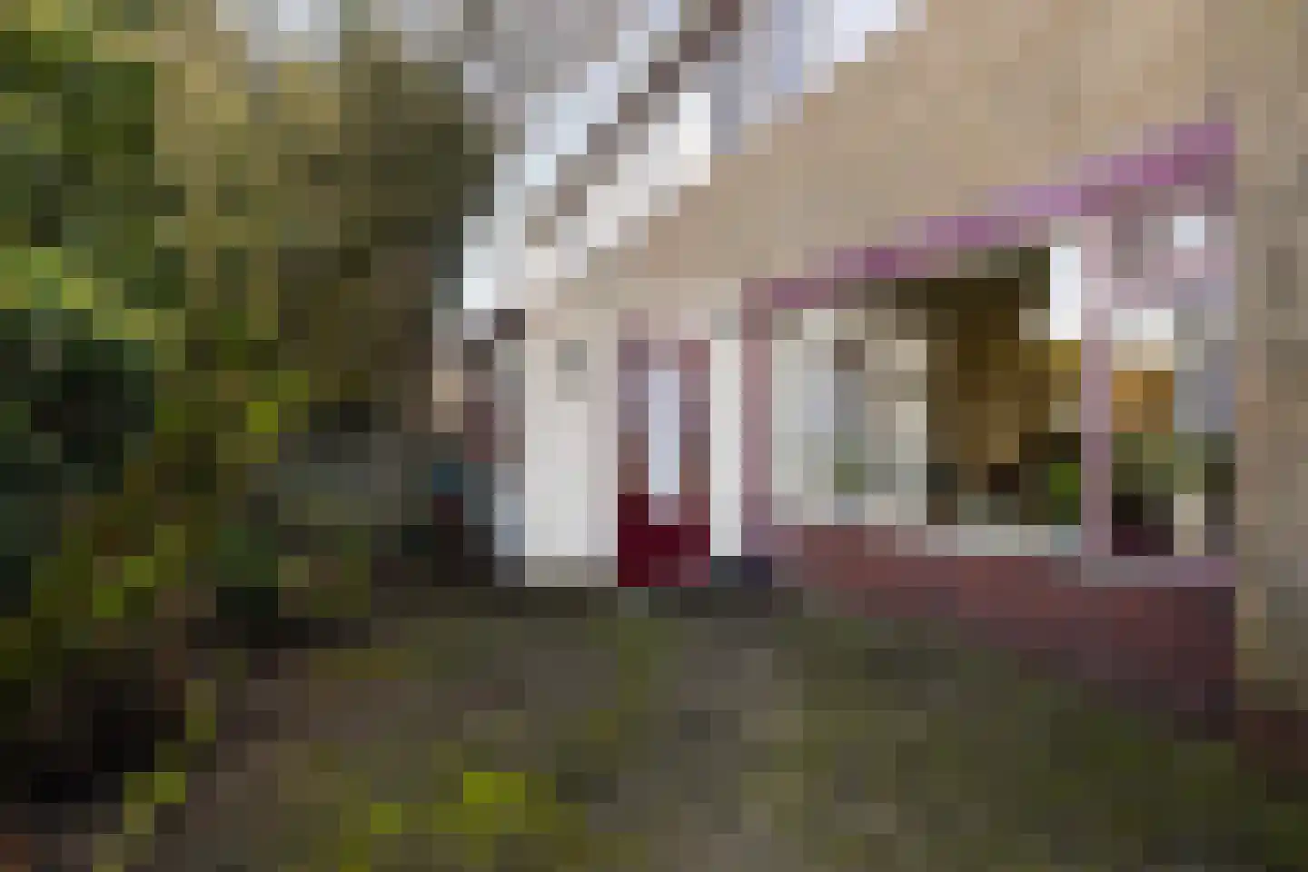 Frânskeleane 27 Bitgum thumbnail 15