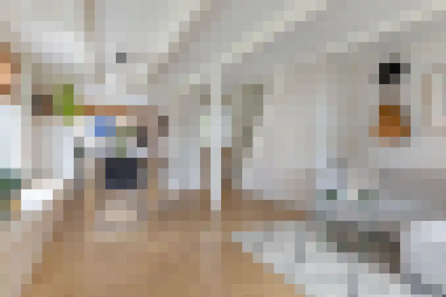 Frânskeleane 9 Bitgum thumbnail 25