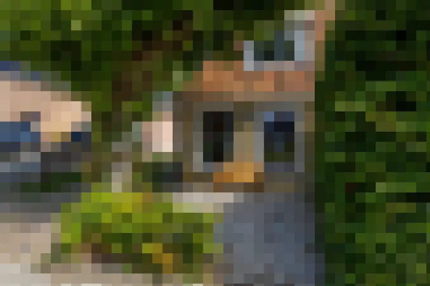 Frânskeleane 9 Bitgum thumbnail 6