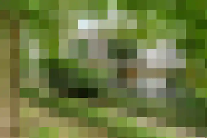 Fraterstuin 11 Goirle thumbnail 30