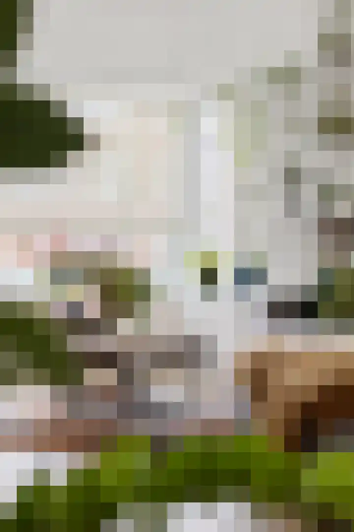 Screenshot of the website of www.fredkootmakelaardij.nl