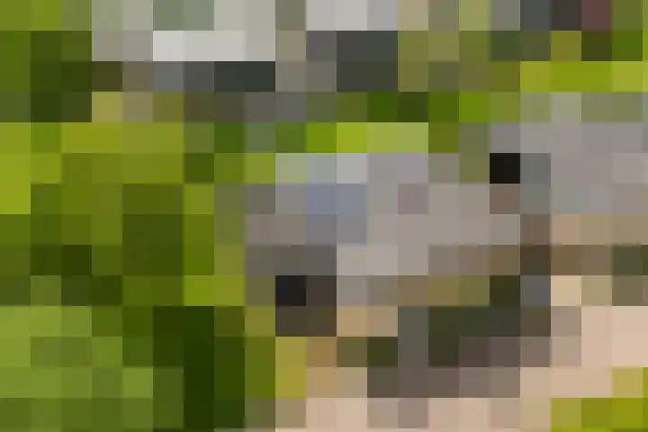 Fred Raymondhof 1 Utrecht thumbnail 42