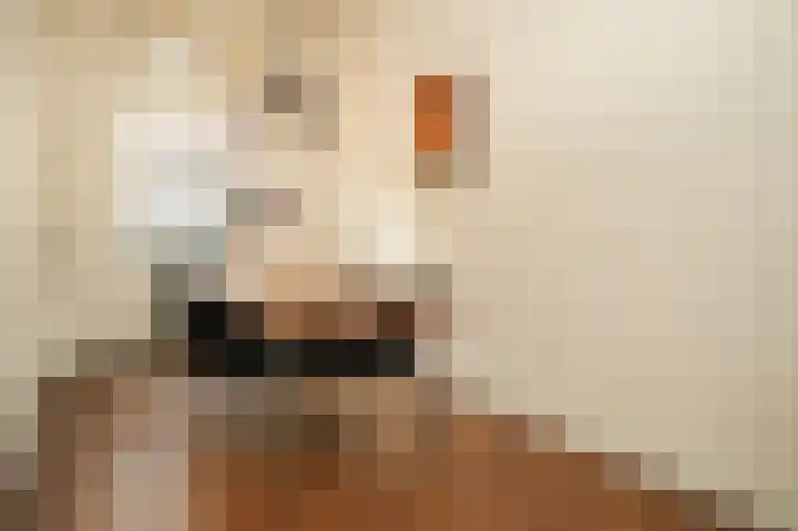 Frederikastraat 24 Utrecht thumbnail 4