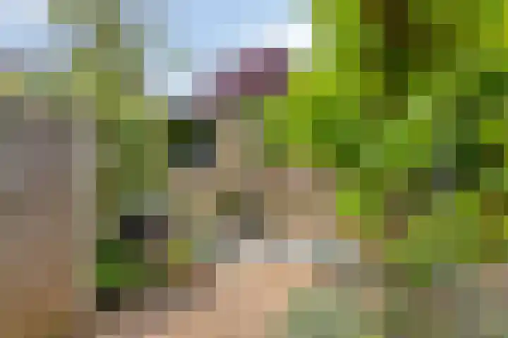 Frees 1 Huissen thumbnail 6