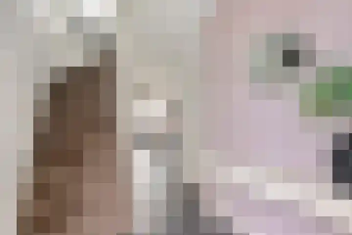 Frees 9 Huissen thumbnail 6