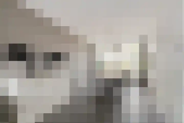 Frees 9 Huissen thumbnail 8