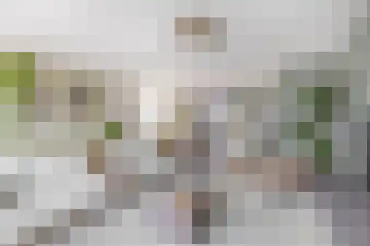 Fregat 26 Brielle thumbnail 16